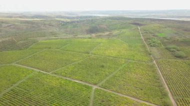 Sonbaharda üzüm bağının üzerinde havadan uçuş.