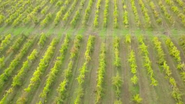 Sonbaharda üzüm bağının üzerinde havadan uçuş.