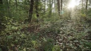 Orman parkında güzel bir sonbahar sabahı, ağaçlar arasında hareket eden bir kamera. Sonbahar yaprakları.