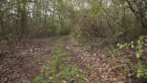 Smukke Tidlige Efterår Skovparken Kameraet Bevæger Sig Mellem Træerne Efterårsløv – Stock-video