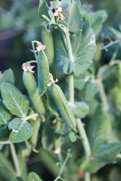 Vainas Guisantes Verdes Bush Guisantes Jóvenes Cerca — Foto de Stock