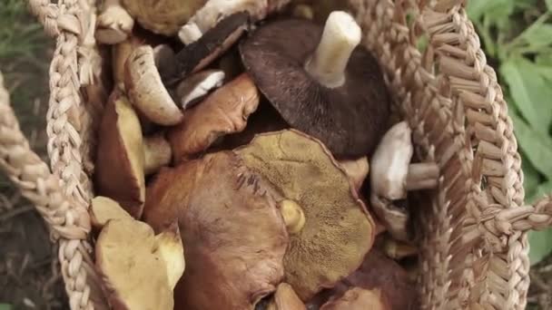 Basket Full Big Mushrooms Green Forest Ground — Stock Video