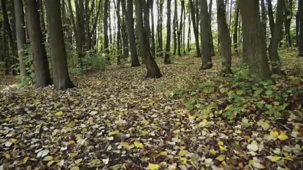 Smukke Tidlige Efterår Skovparken Kameraet Bevæger Sig Mellem Træerne Efterårsløv – Stock-video
