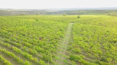 Sonbaharda üzüm bağının üzerinde havadan uçuş.