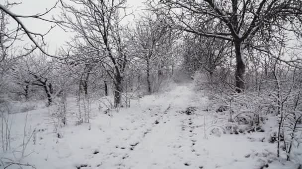 Árboles Cubiertos Nieve Bosque Invierno Con Carretera Rural — Vídeo de stock