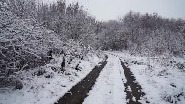 Árboles Cubiertos Nieve Bosque Invierno Con Carretera Rural — Vídeo de stock