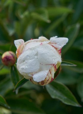 Yaprakların üzerine çiy damlası damlayan beyaz kremalı çiçeğe yaklaş. Beyaz şakayık çiçeğine su damlaları