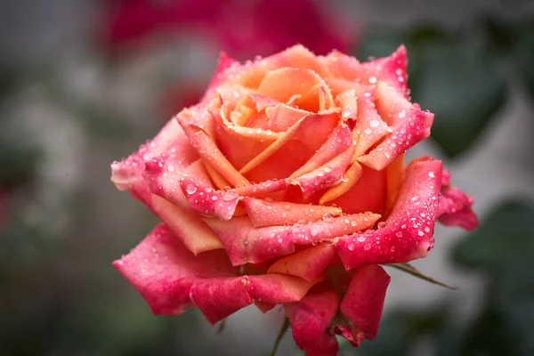 Colorata Bella Delicata Rosa Con Gocce Giardino — Foto Stock