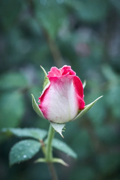 Rosa Colorida Hermosa Delicada Con Gotas Jardín — Foto de Stock