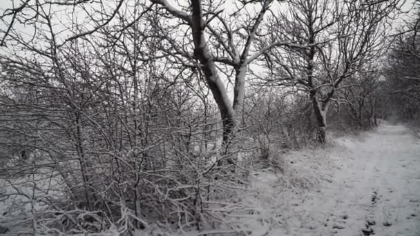 Kışın Ormandaki Ağaçlar Karla Kaplıydı — Stok video