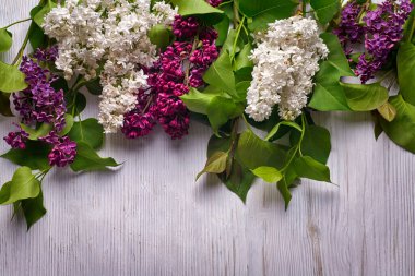 Ahşap beyaz arka planda güzel mor leylak