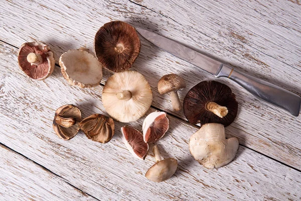 Wild foraged mushrooms and knife on a rustic white wooden board