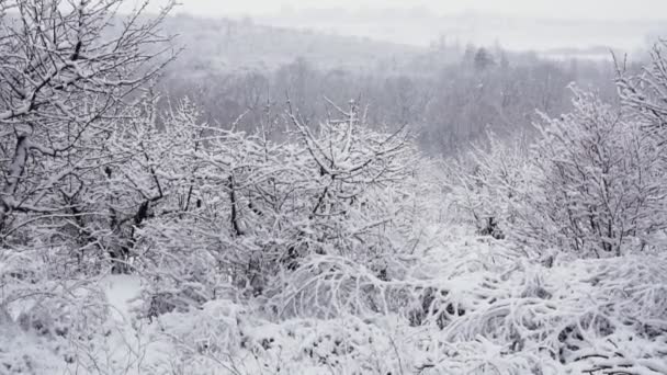Güzel Tipi Noel Ağacı Kış Mevsiminde Karlı Bir Akşamda Doğa — Stok video