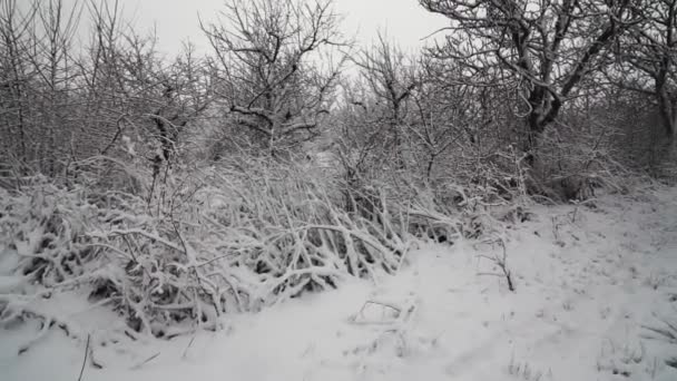 Árboles Cubiertos Nieve Bosque Invierno Con Carretera Rural — Vídeo de stock