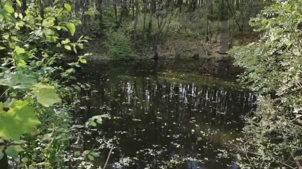 秋の森の中の池 池には木々が映り込む — ストック動画