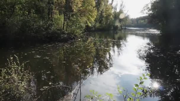 Teich Wald Herbst Bäume Spiegeln Sich Teich — Stockvideo