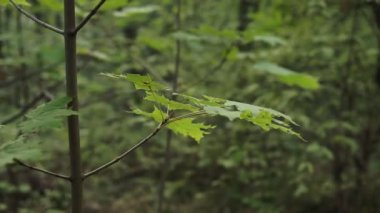Ormana karşı ağaç dallarında yeşil ve sarı yapraklar. Ormanda sonbaharın başlangıcı. Orman arkaplanı.