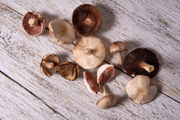 Wild Foraged Mushrooms Rustic White Wooden Board — Stock Photo, Image