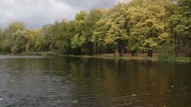 Şehir parkındaki gölün kıyısında güzel sonbahar portakal sarısı ağaçları