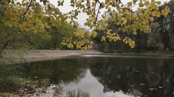 Piękna Jesień Pomarańczowo Żółte Drzewa Brzegu Jeziora Parku Miejskim — Wideo stockowe