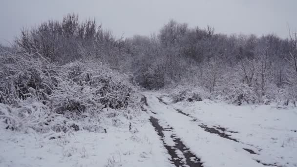 Árboles Cubiertos Nieve Bosque Invierno Con Carretera Rural — Vídeo de stock
