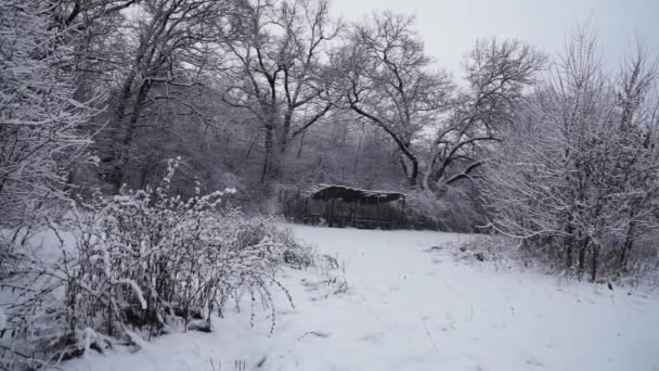 Hermoso Árbol Naturaleza Navidad Blizzard Paisaje Invierno Por Tarde Paisaje — Vídeos de Stock