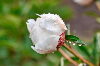 Botanik bahçesinde çiçek açan güzel inciler..