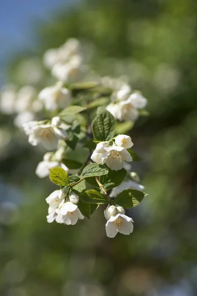 Jasmine Flowers Blossom Warm Summer Light — Stock Photo, Image