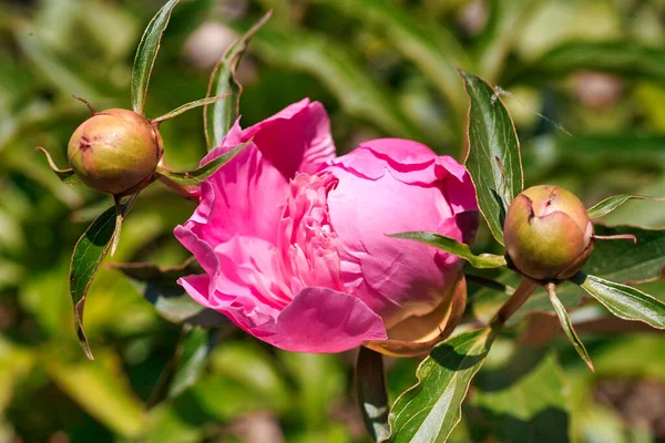 Romantiska Rosa Pioner Vår Trädgård Solig Dag — Stockfoto