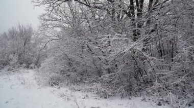 Güzel Tipi Noel Ağacı Kış mevsiminde Karlı bir akşamda Doğa Ağacı