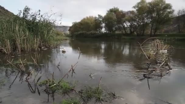 Kirli Nehir Bankası Ekolojik Felaket — Stok video