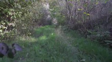 Orman parkında güzel bir sonbahar sabahı, ağaçlar arasında hareket eden bir kamera. Sonbahar yaprakları.