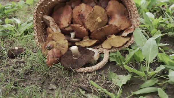 Basket Full Big Mushrooms Green Forest Ground — Stock Video