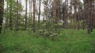 Orman parkında güzel bir sonbahar sabahı, ağaçlar arasında hareket eden bir kamera. Sonbahar yaprakları.