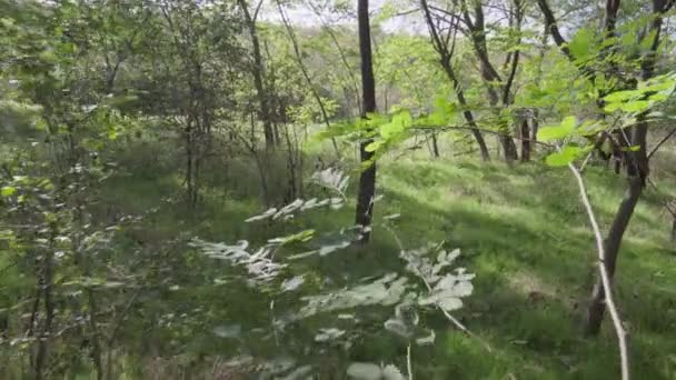 Όμορφη Νωρίς Autumnin Στο Πάρκο Δάσος Κάμερα Κινείται Μεταξύ Των — Αρχείο Βίντεο