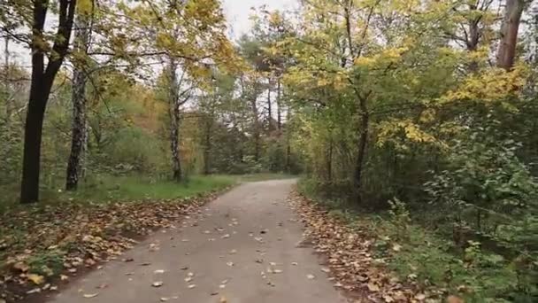 秋に公園を通ってください 秋の公園を歩く — ストック動画