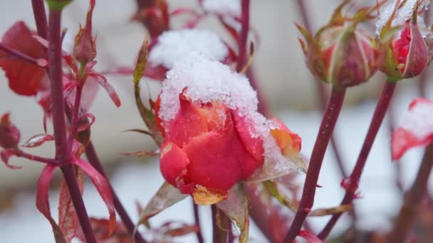 Rosa Flor bajo la primera nieve húmeda — Vídeos de Stock