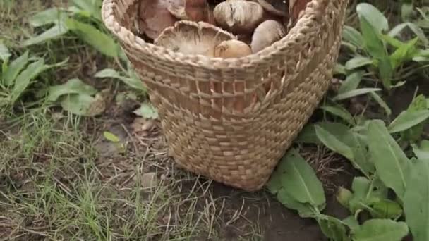 绿林地上装满了大蘑菇的篮子. — 图库视频影像