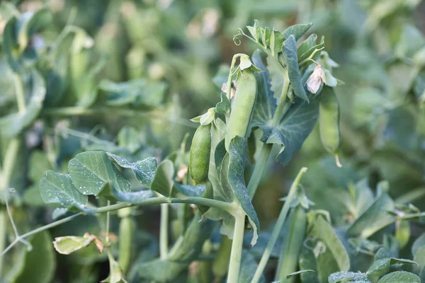 Vainas de guisantes verdes. Bush de guisantes jóvenes. De cerca.. — Foto de Stock