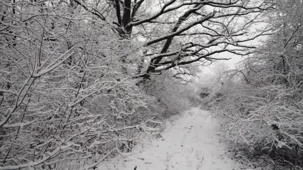 Árboles Cubiertos Nieve Bosque Invierno Con Carretera Rural — Vídeo de stock