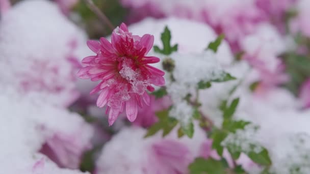 庭の雪で覆われたライラック菊 選択的な焦点 庭の冬の日 フィールドの浅い深さ — ストック動画