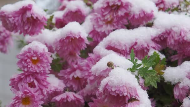 Schneebedeckte Fliederfarbene Chrysanthemen Garten Selektiver Fokus Wintertag Garten Geringe Tiefe — Stockvideo