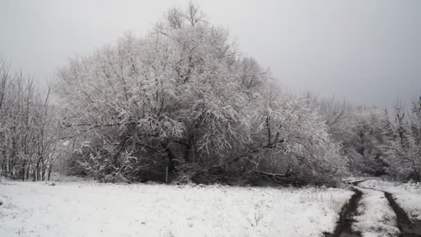 Снігові Покриті Дерева Зимовому Лісі Сільською Дорогою — стокове відео