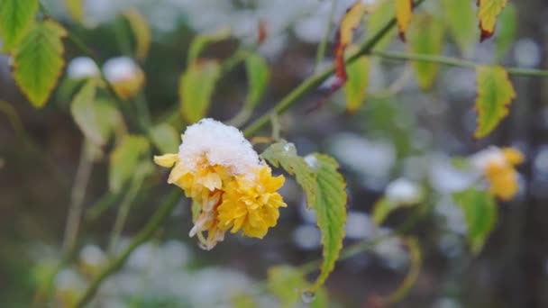 Żółty Kwiat Pod Pierwszym Mokrym Śniegiem — Wideo stockowe