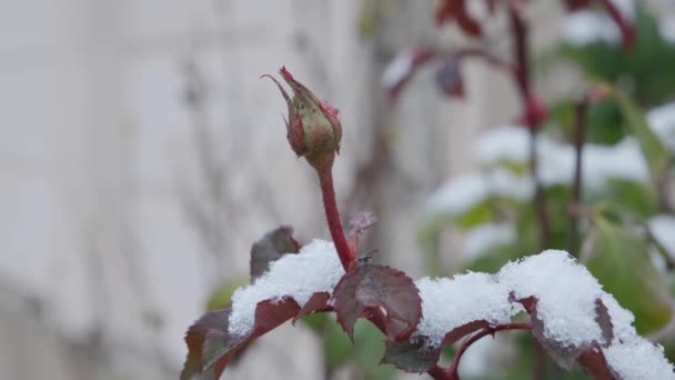 Τριαντάφυλλο Λουλούδι Κάτω Από Πρώτο Υγρό Χιόνι — Αρχείο Βίντεο