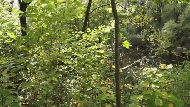 Dammen Skogen Hösten Träd Reflekteras Dammen — Stockvideo