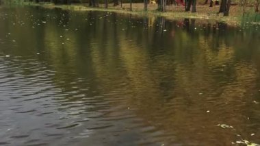 Şehir parkındaki gölün kıyısında güzel sonbahar portakal sarısı ağaçları