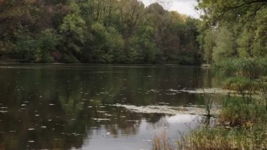 Şehir parkındaki gölün kıyısında güzel sonbahar portakal sarısı ağaçları