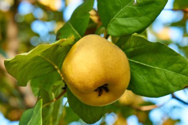 Ağaçta olgunlaşmış ayva. Yakın plan.