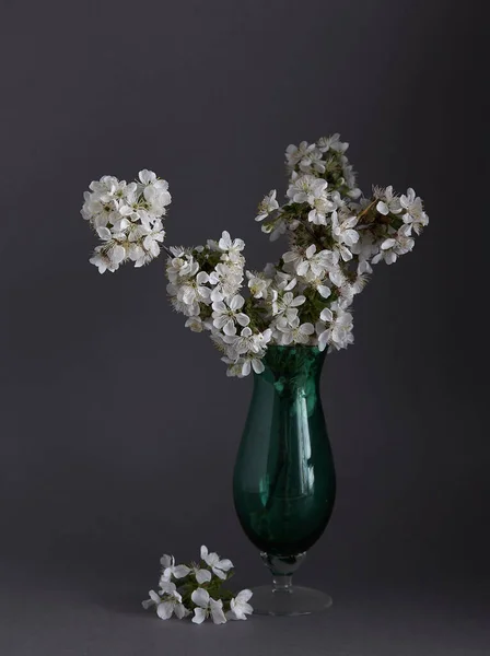 Cherry Blossoms Glasse Vase Gray Background Springtime Still Life — Stock Photo, Image